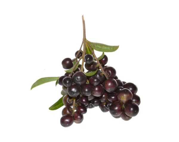 Beyaz Arka Plan Üzerinde Izole Vahşi Berry — Stok fotoğraf
