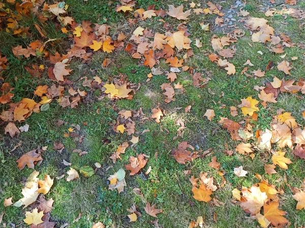 Фото Осенних Листьев Крупным Планом — стоковое фото