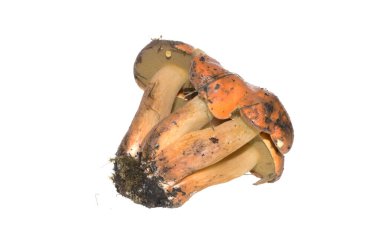 Beyaz arka plan üzerinde izole orman mantar