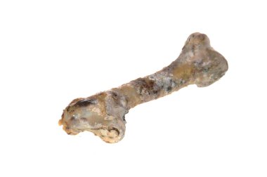 Beyaz arkaplanda küf izole edildi