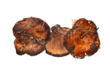 Beyaz arka plan üzerinde izole orman mantar