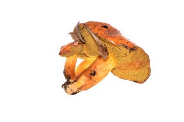 Beyaz arka plan üzerinde izole orman mantar