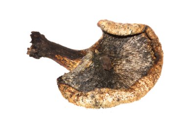 Beyaz arkaplanda izole edilmiş mantarlar