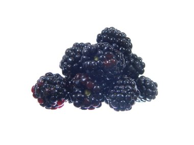                                Blackberry beyaz arkaplanda izole edildi