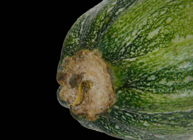                                Beyaz arkaplanda izole edilmiş sebze iliği