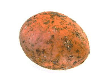                                Beyaz arkaplanda izole edilmiş tavuk yumurtası