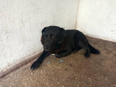 Sabaka beyaz arkaplanda izole edildi