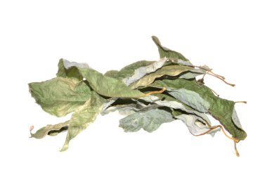 beyaz arkaplanda kuru yapraklar izole