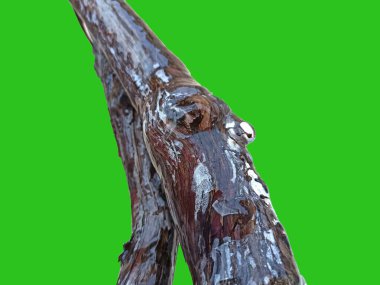 beyaz arkaplanda izole edilmiş buz