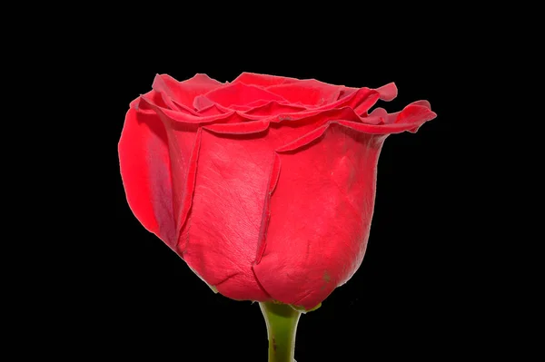 Rose Isolated White Background — Stock Photo, Image
