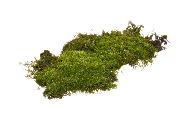 moss isolated on white background
