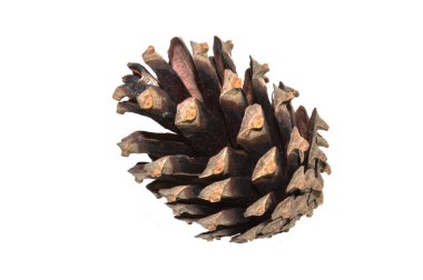 Beyaz arkaplanda çam kozalağı izole