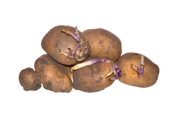 Verduras Aisladas Sobre Fondo Blanco — Foto de Stock