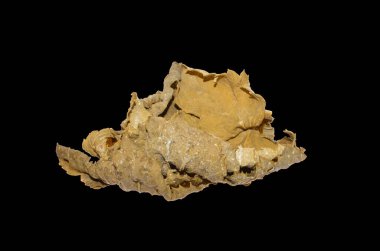 beyaz arkaplanda kuru yaprak izole