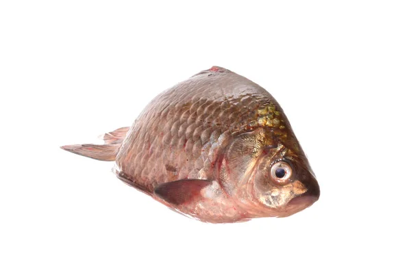 Roher Fisch Isoliert Auf Weißem Hintergrund — Stockfoto