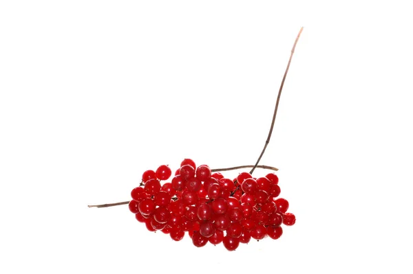 Красный Viburnum Изолирован Белом Фоне — стоковое фото