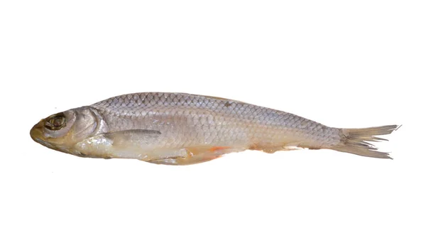 Dry Fish Isolated White Background — Stock Photo, Image