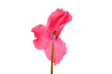 beyaz arkaplanda izole kırmızı çiçek