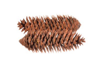 Koni beyaz arkaplanda izole edildi