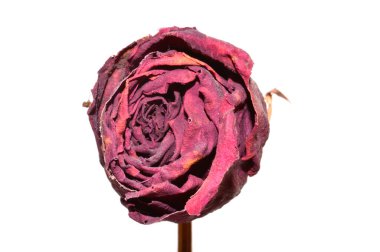 beyaz arkaplanda kuru yaprak izole