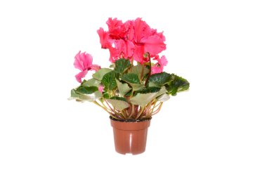 beyaz arkaplanda izole kırmızı çiçek