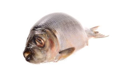 Ringa balığı beyaz arkaplanda izole edildi