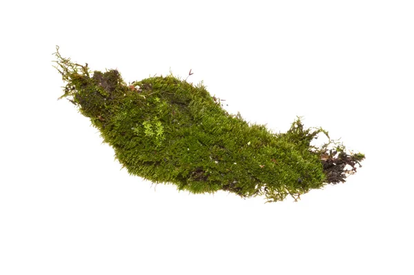 Beyaz arkaplanda yosun izole edildi