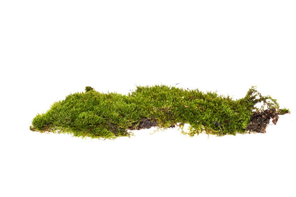 moss isolated on white background
