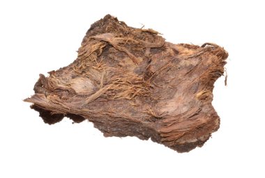 Beyaz arkaplanda ağaç kabuğu izole