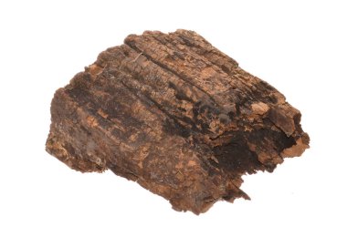 beyaz arkaplanda izole edilmiş çürük ağaç