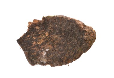 beyaz arkaplanda izole edilmiş çürük ağaç