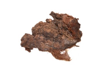 Beyaz arkaplanda ağaç kabuğu izole