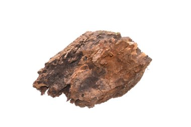 beyaz arkaplanda izole edilmiş çürük ağaç