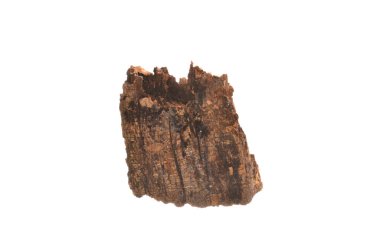 beyaz arkaplanda izole edilmiş çürük ağaç