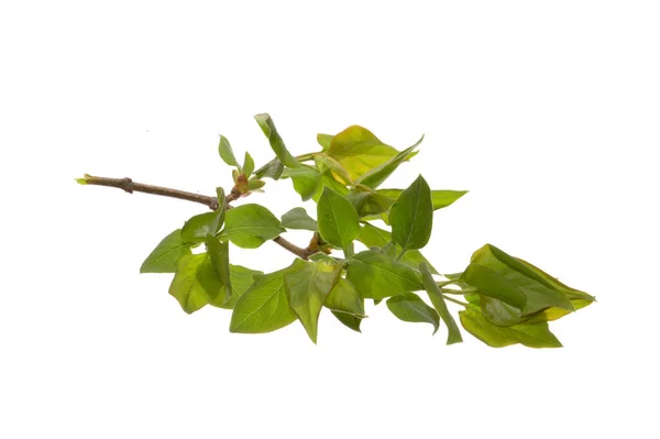 Feuille Verte Isolée Sur Fond Blanc — Photo