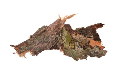 Beyaz arkaplanda ağaç kabuğu izole