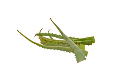 Aloe beyaz arkaplanda izole edildi