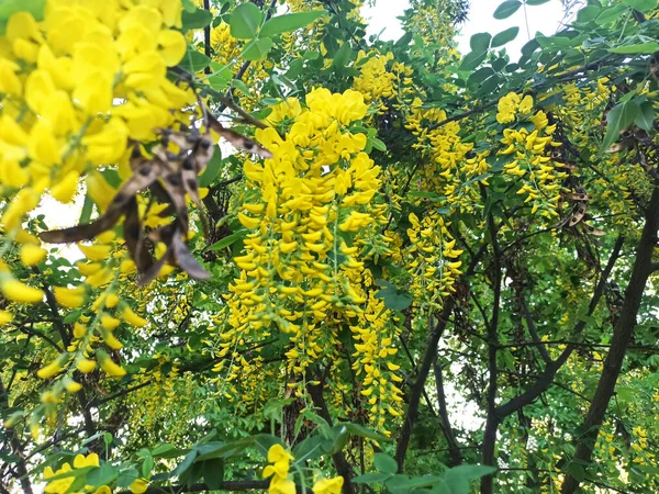 Frühlingsblumen Geschossen Nahaufnahme — Stockfoto