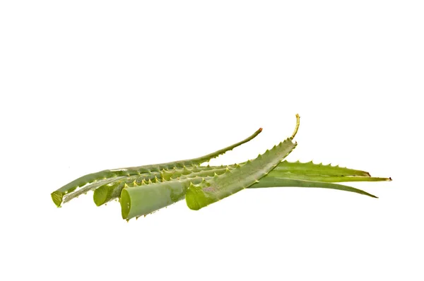 Aloe Isolé Sur Fond Blanc — Photo