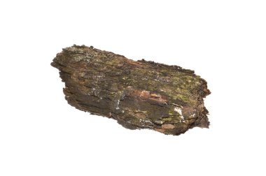 beyaz arkaplanda izole edilmiş çürük ağaç