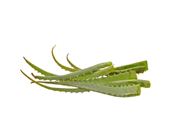 Aloe Isolert Hvit Bakgrunn – stockfoto