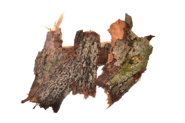Beyaz arkaplanda ağaç kabuğu izole