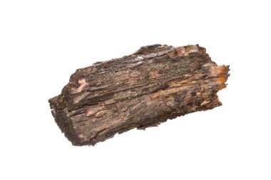 beyaz arkaplanda izole edilmiş çürük ağaç