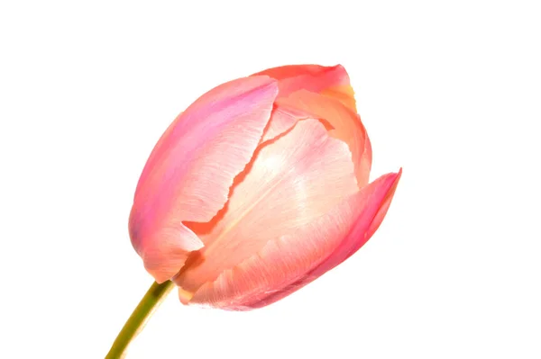Весняна Квітка Ізольована Білому Тлі — стокове фото