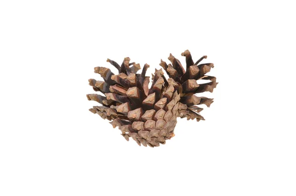 Fir Cone Isolado Fundo Branco — Fotografia de Stock