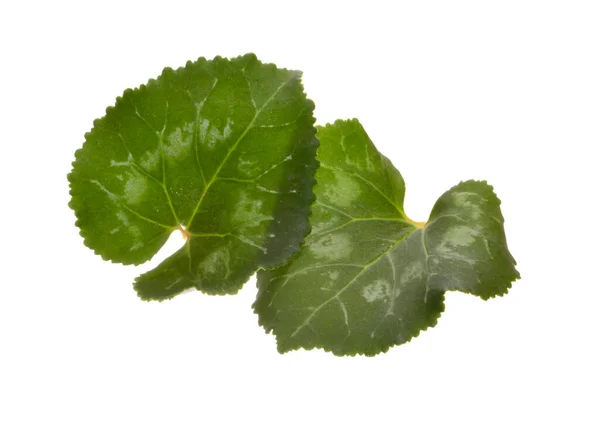 Feuille Verte Isolée Sur Fond Blanc — Photo