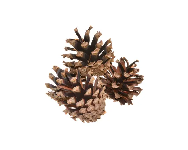 Fir Cone Isolado Fundo Branco — Fotografia de Stock