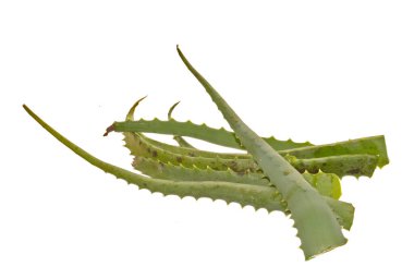 Aloe beyaz arkaplanda izole edildi