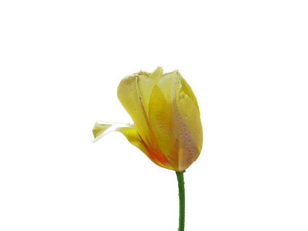 Blume Isoliert Auf Weißem Hintergrund — Stockfoto