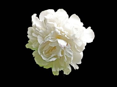 beyaz arkaplanda izole edilmiş çiçek